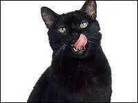 Quel est le nom du chat de Sabrina ?