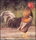 C'est un coq