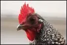C'est un coq