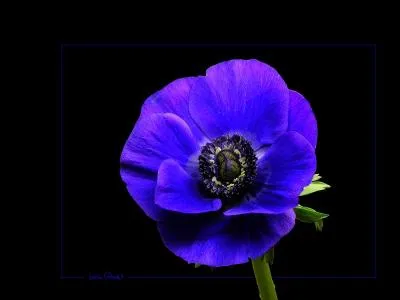 De quelle famille de plantes fait partie l'anémone ?