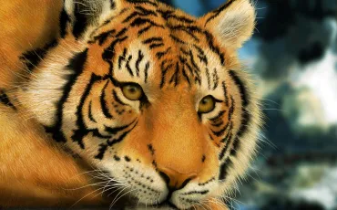 Quiz Tigres