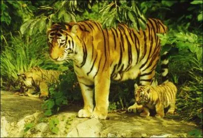 Combien de temps dure la gestation ?