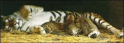 Jusqu'&agrave; combien de petits peut faire la tigresse au maximum ?