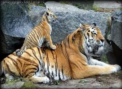 Combien p&egrave;sent les petits &agrave; la naissance ?