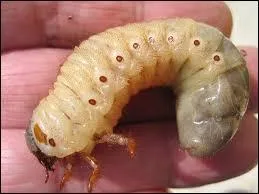 Vous voyez ce gros ... dans ce miroir ? C'est l'allégorie de la beauté.