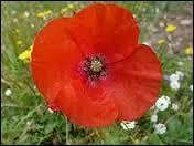 Quelle est cette fleur ?