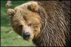 C'est un ours brun
