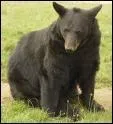 C'est un ours