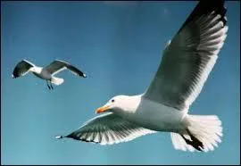 Elle ne savait rien du départ de sa fille. En réalité, elle ne faisait que/qu' :