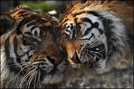 Où peut-on visiter le Parc des Félins en Seine-et-Marne ?