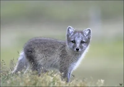 Ca finit par prendre la tête et ressortir par les oreilles !