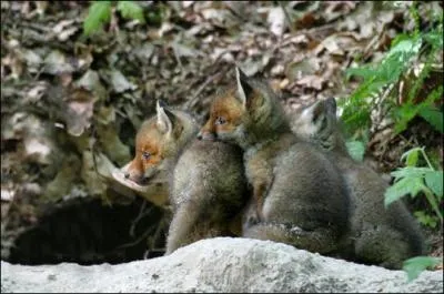Vous êtes en droit de le faire si vous avez raté l'une des réponses précédentes !