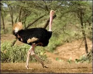L'autruche est incapable de voler et peut atteindre la taille de :