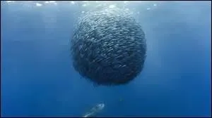 Comment appelle-t-on un grand groupe de poissons ?