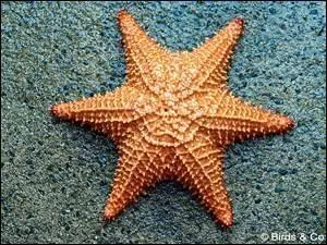 Si on arrache l'un des 5 bras d'une étoile de mer :