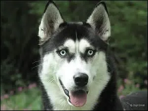 Quels chiens tirent le traineau dans la neige ?