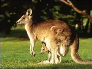 Le kangourou est le marsupial le plus connu. Parmi les animaux suivants, sais-tu lequel est aussi un marsupial ?