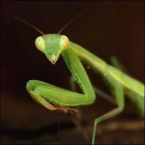 Que fait la mante religieuse femelle après l'accouchement ?