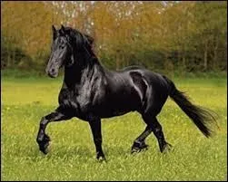 Comment se nomme cette robe ?