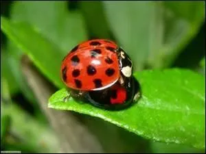 Combien de pattes a une coccinelle ?