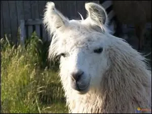 Quelle habitude ennuyeuse ont les lamas ?
