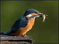 Qu'est-ce qu'il y a surtout au menu du martin-pêcheur ?