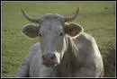 C'est une vache