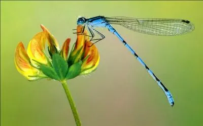 D'après vous, quelle pointe de vitesse peut atteindre une libellule ?