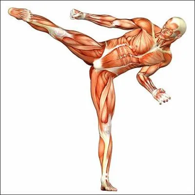 Les muscles sont formés d'un grand nombre de fibres musculaires, mais ces fibres quant à elles, de quoi sont-elles constituées ?