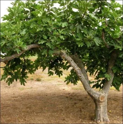 Cet arbre est reconnaissable avec ses feuilles très particulières en forme de "main ouverte, doigts écartés". De quel arbre s'agit-il ?