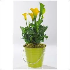 Récipient de forme variable, à goulot étroit, destiné aux liquides :