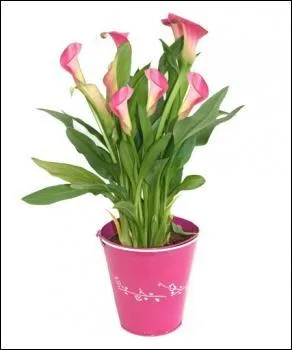 Rouler sur soi-même :