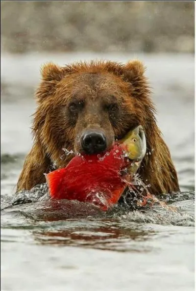Regardez bien la proie du grizzli, où êtes-vous exactement !