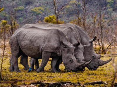 Ces deux rhinocéros broutent de l'herbe, cet indice, en plus de leur apparence, est suffisant pour les identifier !