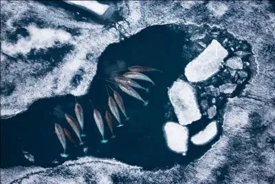 Cette photo est prise d'un hélicoptère, identifiez ces animaux !