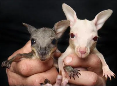 Mettez un nom sur cette photo, sachant que les deux animaux sont de la même espèce !