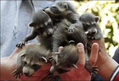 Ce sont encore des bébés, les reconnaissez-vous ?