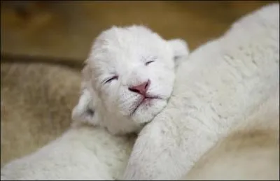 Identifiez cet endormi !