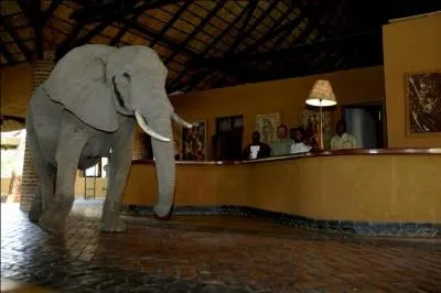 L'éléphant est connu pour sa mémoire, mais ce n'est pas sa seule qualité, il est également très curieux, celui-ci est adulte, savez-vous d'où il est originaire ?