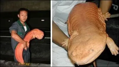 Quel est cet animal ?