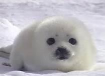 Quiz Animaux bizarres