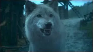 Je possède/possédais un loup gris, à Winterfell j'adorais grimper, mais maintenant je ne le ferais plus jamais. Qui suis-je ?