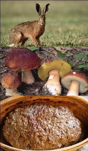 D'après l'image, quelle est la bonne terrine ?