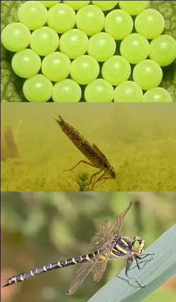 Quelle est la durée de vie d'une libellule ?