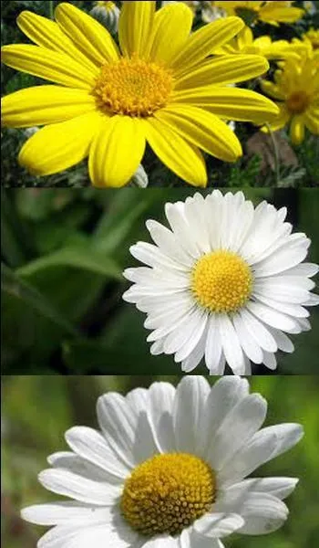 Sur cette photo, combien y a-t-il de pâquerette ?