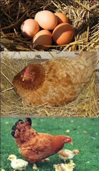 Combien de temps une poule couve-t-elle ?
