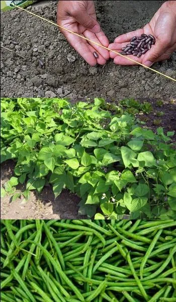 Quand les haricots peuvent être mis en terre ?