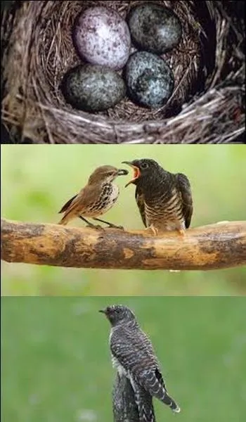 Quand le coucou gris quitte-t-il l'Europe ?