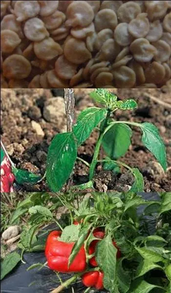 Quand peut-on cueillir des poivrons ?