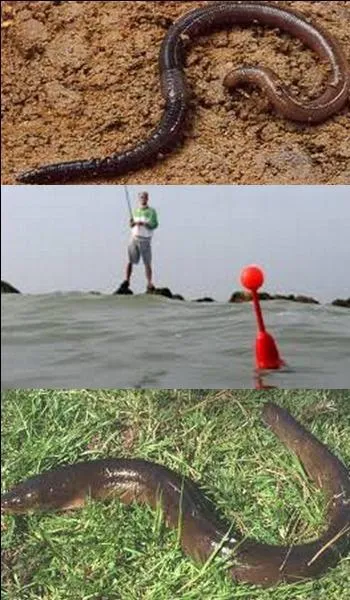 Dans quelle mer, les anguilles se reproduisent-elles ?